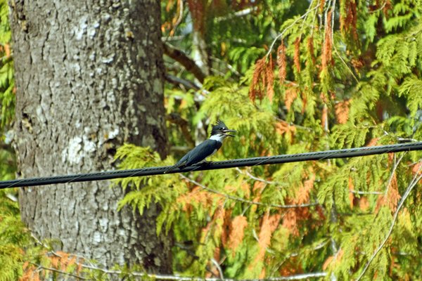 Bandijsvogel (Belted Kingfisher) op Vancouver Island