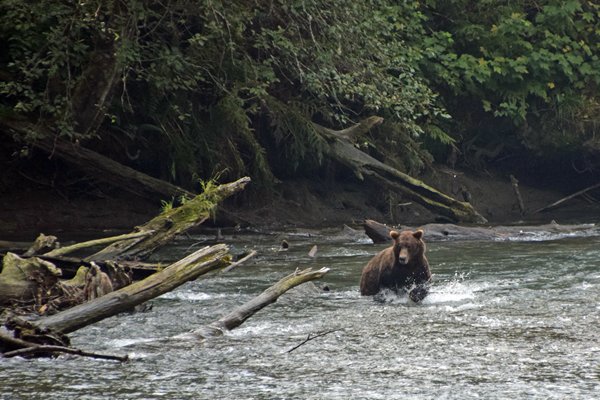 Grizzly bij de brug over de Lower Toba River (Canada)
