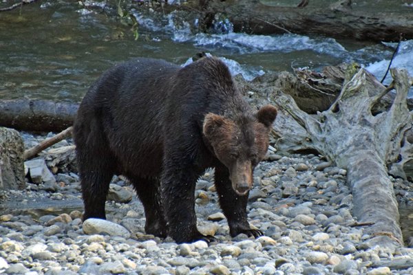 Grizzly op de oever van de Lower Toba River (Canada)
