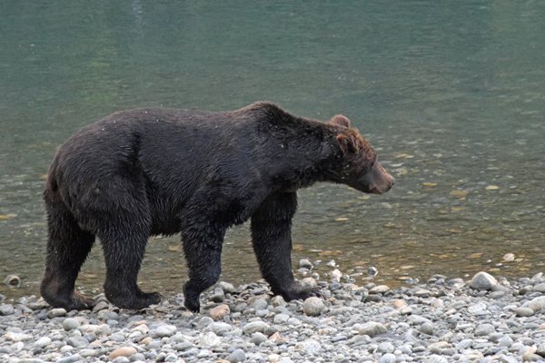 Rustig wandelende grizzly bij de Lower Toba River (Canada)