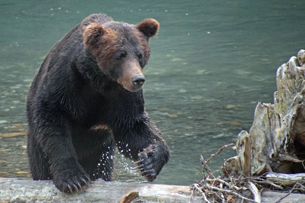 Grizzly klimt uit het water van de Lower Toba River (Canada)
