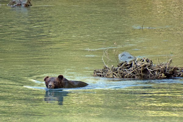 Zwemmende grizzly in de Lower Toba River (Canada)