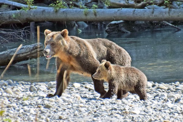 Grizzly met jong bij de Lower Toba River (Canada)