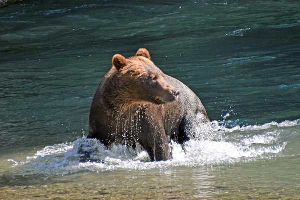 Grizzly in Lower Toba River (Canada)