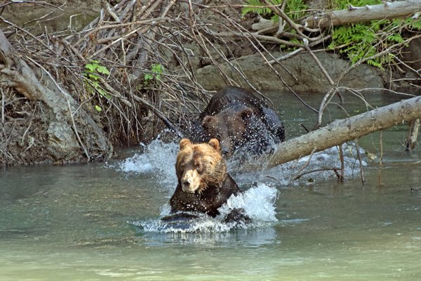 Grizzly vlucht voor andere grizzly bij de Lower Toba River (Canada)