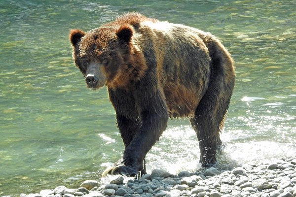Mager oud grizzly vrouwtje bij de Lower Toba River (Canada)