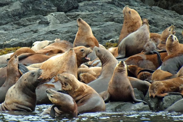 Steller zeeleeuwen tijdens een tocht vanuit Port McNeill (Canada)