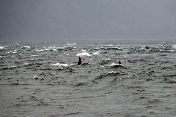 Orka vinnen in een woelige zee tijdens een tocht vanuit Port McNeill (Canada)