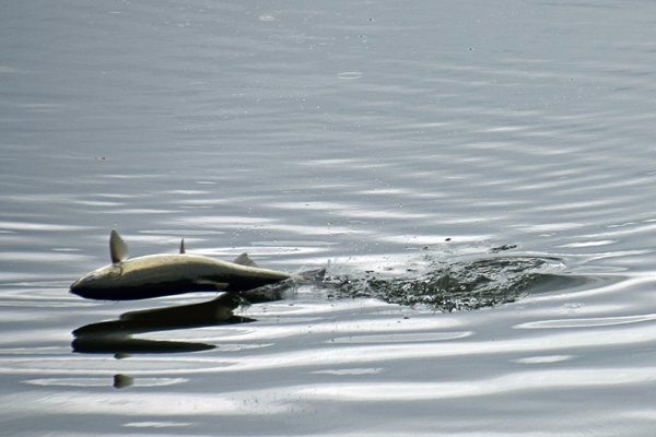 Zalm spring horizontaal boven het water uit bij Port Hardy (Canada)