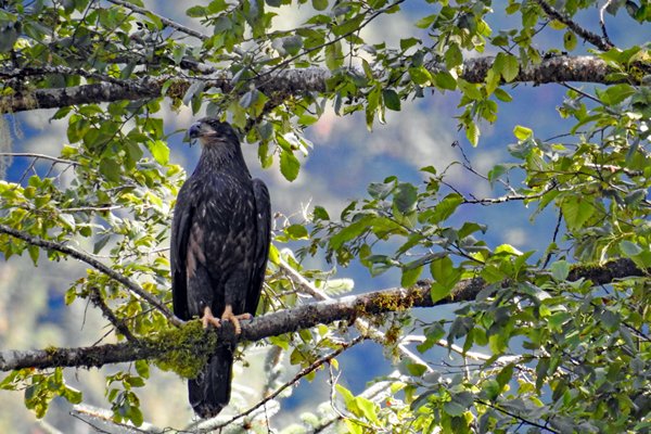 Juveniele Bald Eagle bij Mussel Creek, Great Bear Rainforest (Canada)