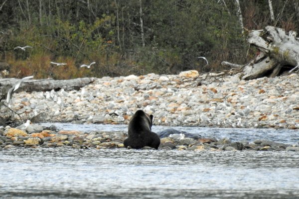 Een grizzly op grote afstand in het Great Bear Rainforest (Canada)