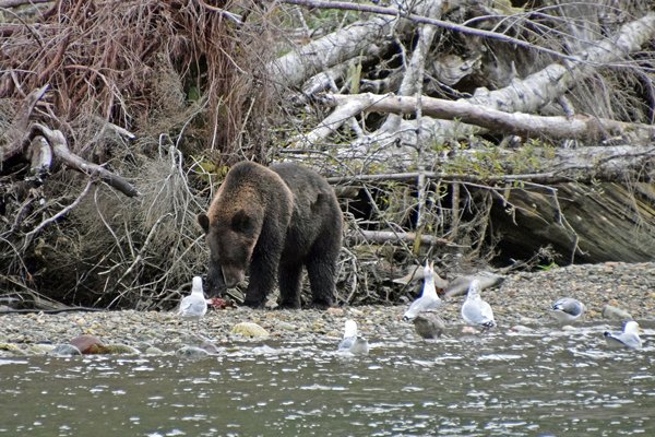 Beer met afwachtende meeuwen bij Mussel Creek in het Great Bear Rainforest (Canada)