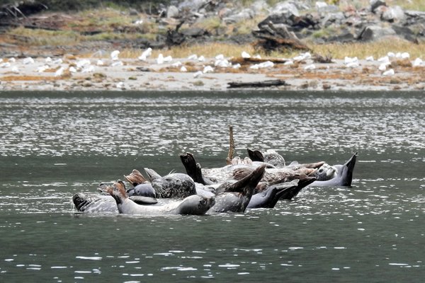 Groep zeehonden bij Mussel Creek in het Great Bear Rainforest (Canada)