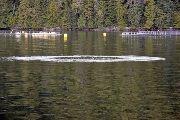 Cirkel van luchtbellen door bubblenetting in het Great Bear Rainforest (Canada)