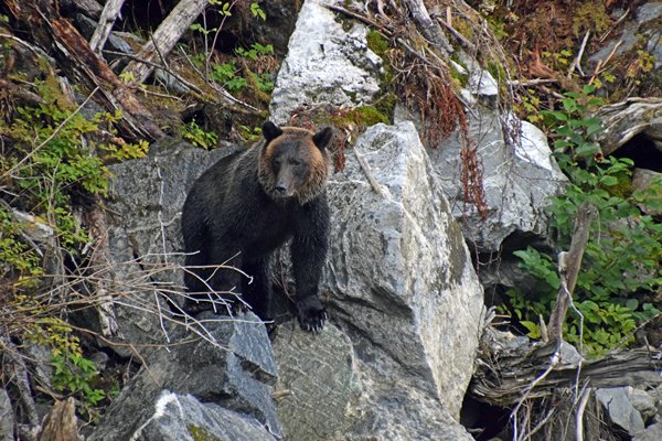 Grizzly bekijkt de situatie in het Great Bear Rainforest (Canada)