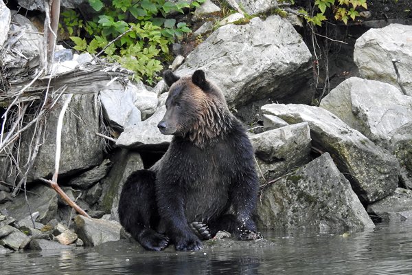 Grizzly aan het water in het Great Bear Rainforest (Canada)