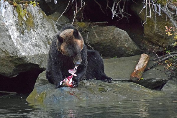Grizzly trekt een zalm aan stukken in het Great Bear Rainforest (Canada)