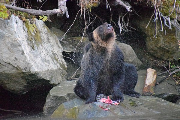 Grizzly schudt zich uit in het Great Bear Rainforest (Canada)