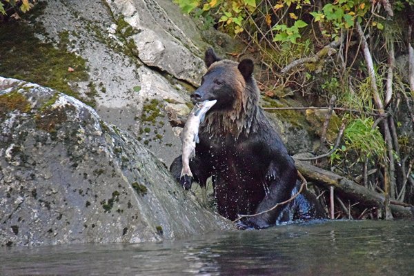 Grizzly vangt een zalm in het Great Bear Rainforest (Canada)