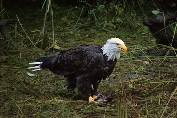 Bald Eagle met zalm in het Great Bear Rainforest (Canada)