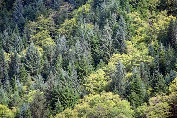 Diverse groentinten in het Great Bear Rainforest (Canada)