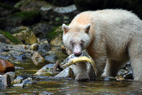 Spirit Bear op Grimbell Island (Canada)