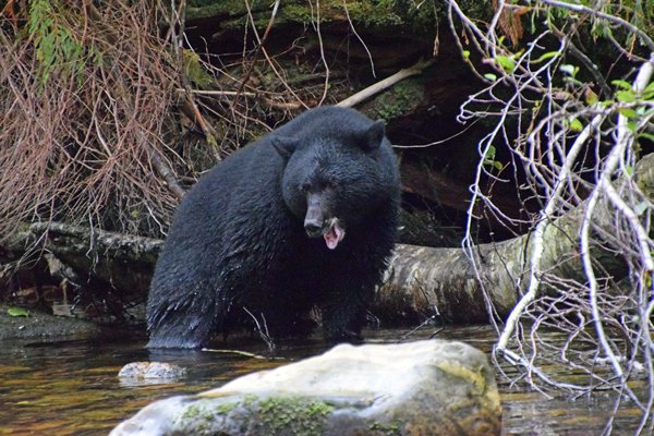 Zwarte beer met open bek op Grimbell Island (Canada)