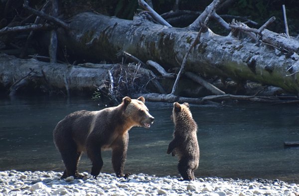 Grizzly met jong bij de Lower Toba River