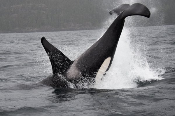 Springende orca