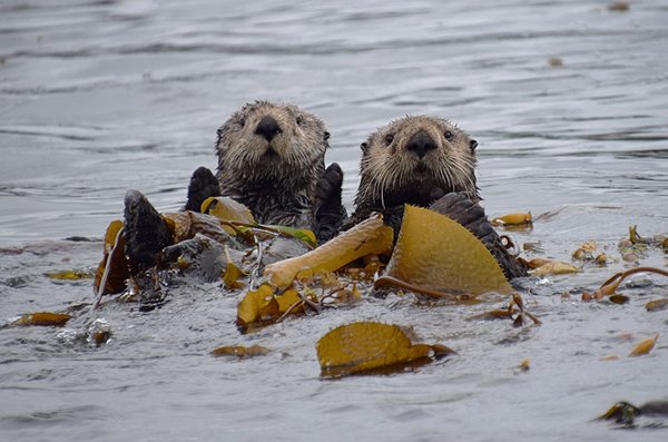 Zee-otters bij Winter Harbour