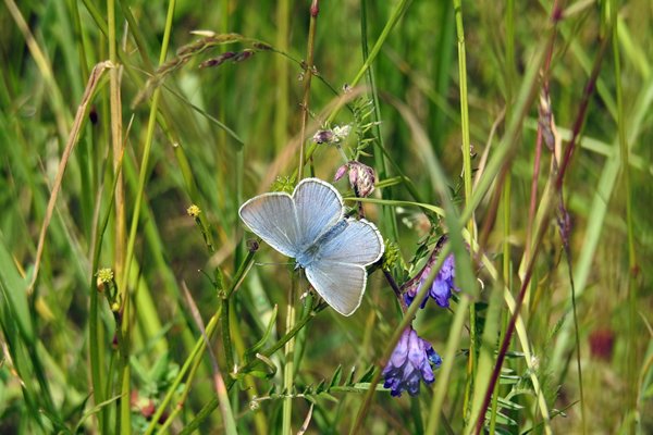 Vlinder in de buurt van de Kukka kei, Estland