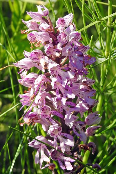 Orchidee tussen Kärdla en Körgessaare, Estland