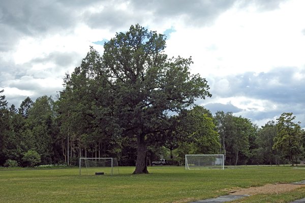 De eik op het voetbalveld van Orissaare op Saaremaa, Estland