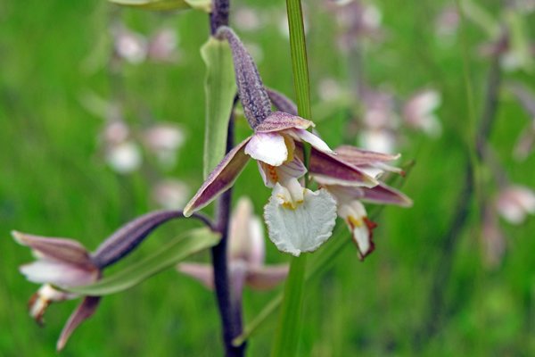 Detail van orchidee in Puhtu-Laelatu Nature Reserve, Estland