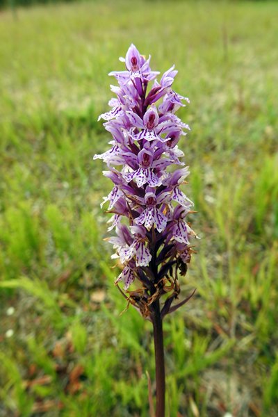 Orchidee in Puhtu-Laelatu Nature Reserve, Estland