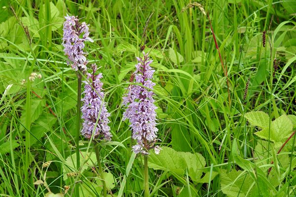 Orchideeën in Puhtu-Laelatu Nature Reserve, Estland