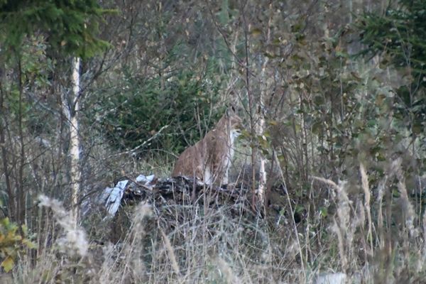 Euraziatische lynx in Laheema NP, Estland