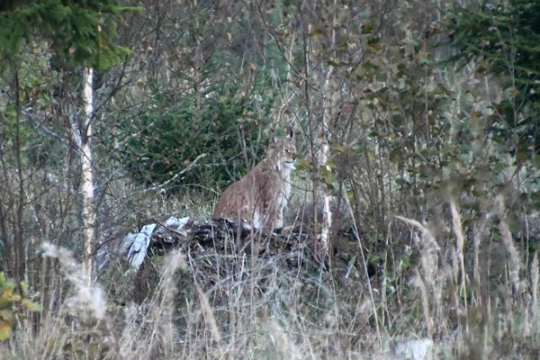 Euraziatische lynx in Laheema NP, Estland