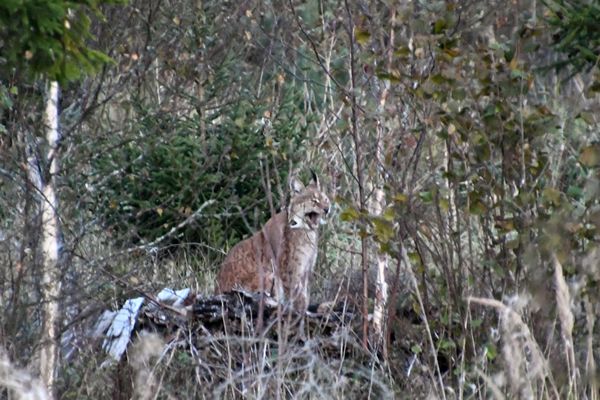 Euraziatische lynx in Laheema NP, Estland