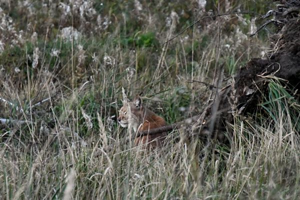 Euraziatische lynx in Laheema NP, Estland