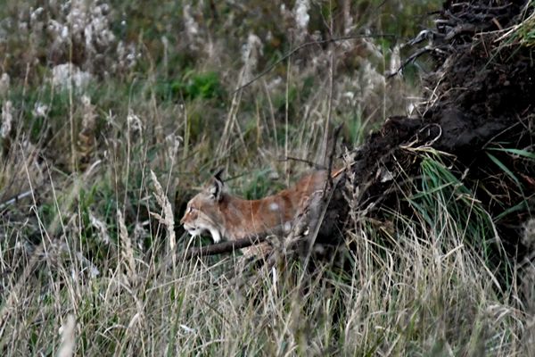 Euraziatische lynx in Laheema NP, Estland