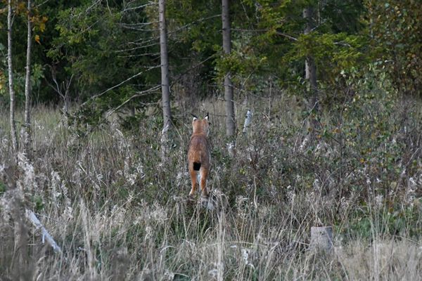 Euraziatische lynx in Laheema NP, Estland