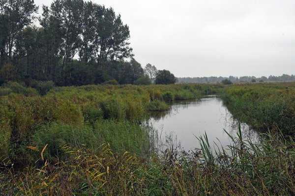 Vogelpad in NP Lauwersmeer