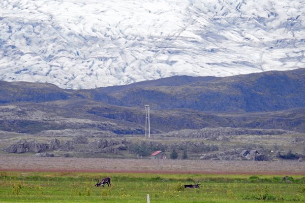 Rendieren met een uitloper van Vatnajökull als achergrond