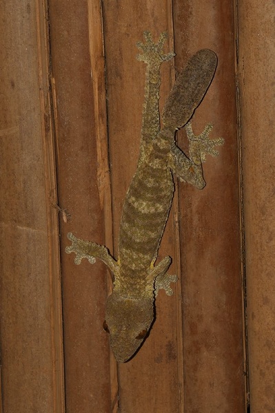 Leaftailed gecko in Ankarana