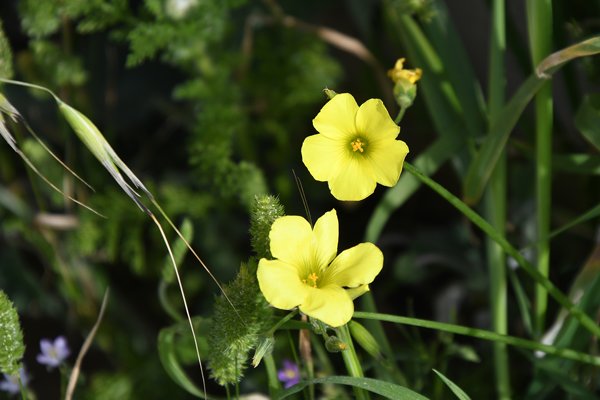 Knikkende klaverzuring (Oxalis pes-caprae) in Rabat, Marokko