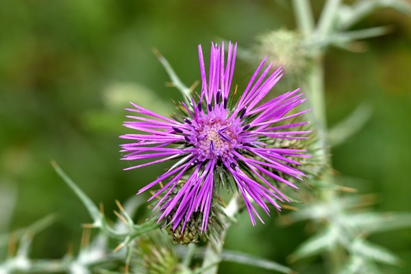 Galactites tomentosus in Chefchaouen, Marokko