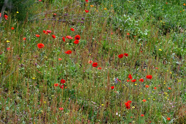 Bloemenveld met klaprozen in Chefchaouen, Marokko