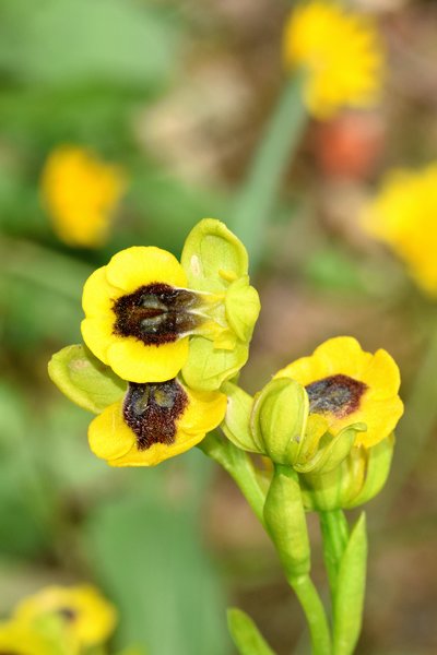 Ophrys lutea in Chefchaouen, Marokko