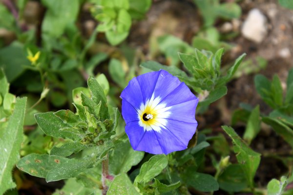 Convolvulis tricolor in Volubilis, Marokko